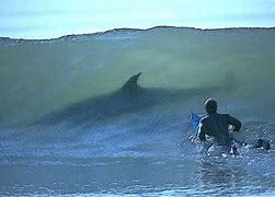 Image result for surfer in wave with shark